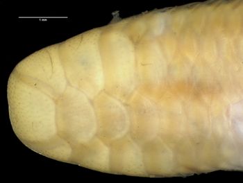 Media type: image;   Herpetology R-142652 Aspect: head dorsal